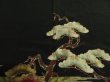 Photo6: 2Q02z160 Vintage Japanese Kimono Silk  FABRIC Black Pine tree 48.8" (6)