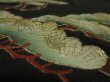 Photo4: 2Q02z160 Vintage Japanese Kimono Silk  FABRIC Black Pine tree 48.8" (4)