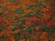 Photo2: 1P01z60 Japanese Kimono Silk  FABRIC  Garden 42.5" (2)