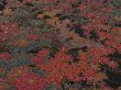 Photo3: 4C01z60 Japanese Kimono Silk  FABRIC Dark brown Flowers 42.5" (3)