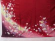 Photo2: 0305N01z1220 Japanese Kimono Silk FURISODE Dark red Sakura (2)