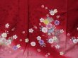 Photo4: 0305N01z1220 Japanese Kimono Silk FURISODE Dark red Sakura (4)