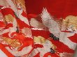 Photo4: 2304T05z4140  Japanese Kimono Silk UCHIKAKE Flying crane Tomato red (4)