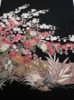 Photo1: 4F03z100  Japanese Kimono Silk  FABRIC Plum blossom Black 67.7x14.6 (1)