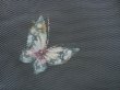 Photo6: 4509T09z840  Japanese Kimono Silk TSUMUGI Butterfly Gray (6)