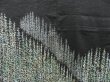 Photo3: 4511T04z570 Vintage Japanese Kimono Silk HAORI Trees Black (3)