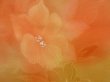 Photo4: 4701T04z540 Vintage Japanese Kimono Silk HAORI Flower Light orange (4)