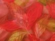 Photo4: 4720T04z630 Vintage Japanese Kimono Silk HAORI Leaf Tomato red (4)