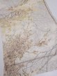 Photo2: 1V02z60  Japanese Kimono Silk  FABRIC Branch Off-white 42.9x15.0 (2)