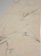 Photo3: 1T04z90  Japanese Kimono Silk  FABRIC Suminagashi Off-white 66.9x14.4 (3)